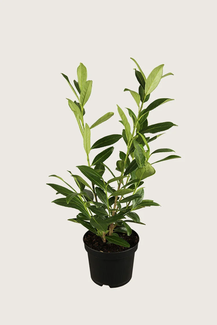 Laurbærkirsebær Novita 150cm Forgrenet | Plantinavia