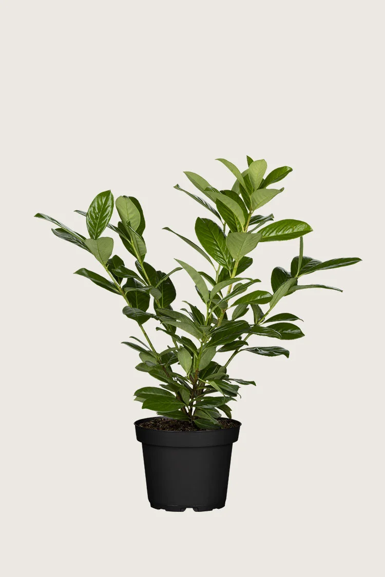 Laurbærkirsebær Novita 80cm Forgrenet | Plantinavia
