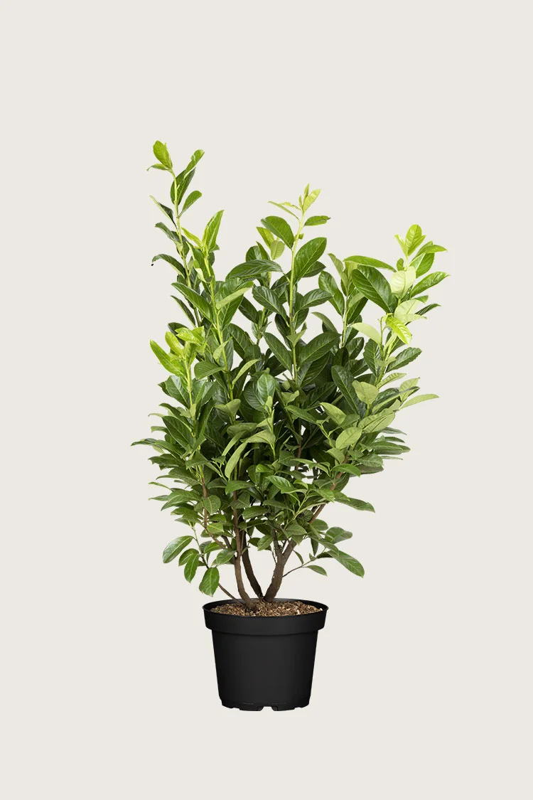 Laurbærkirsebær Novita 125cm Vel forgrenet | Plantinavia