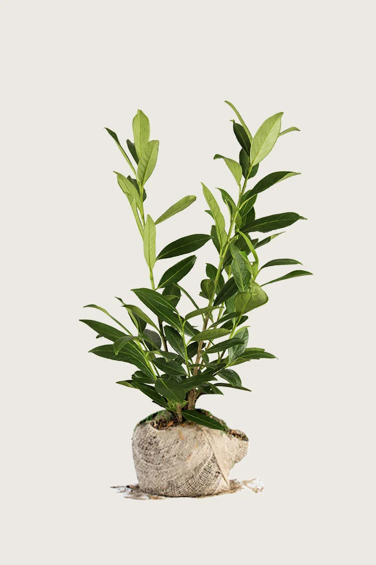 Laurbærkirsebær Novita 150cm Forgrenet | Plantinavia