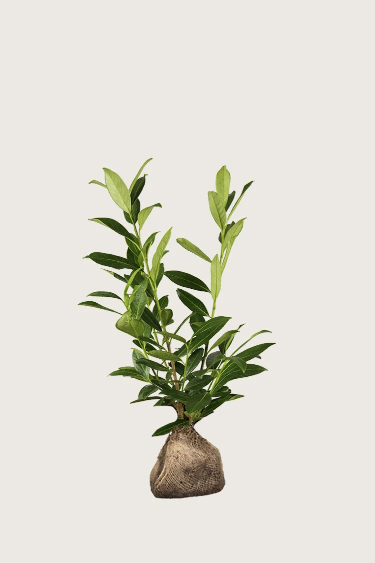 Laurbærkirsebær Novita 80cm Forgrenet | Plantinavia