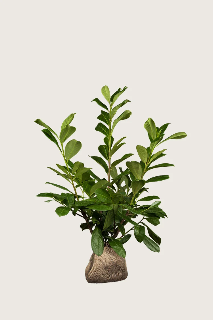 Laurbærkirsebær Novita 100cm Vel forgrenet | Plantinavia