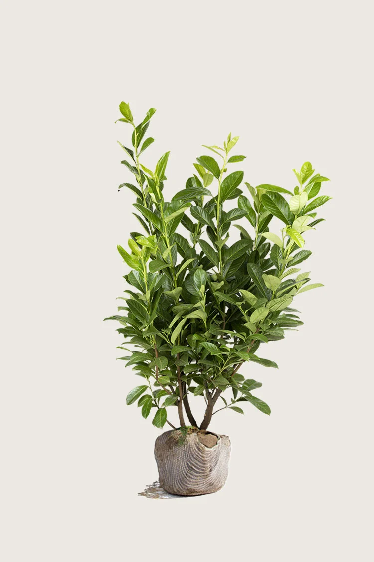 Laurbærkirsebær Novita 175cm Vel forgrenet | Plantinavia