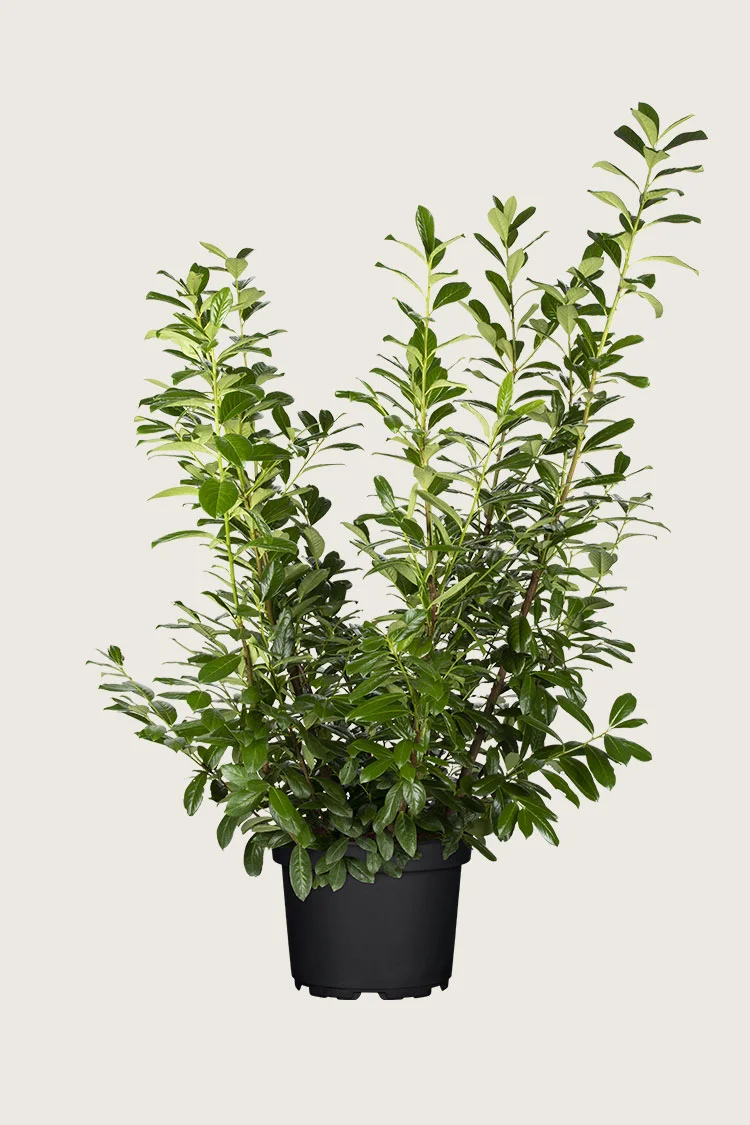 Laurbærkirsebær Novita 250cm Vel forgrenet | Plantinavia