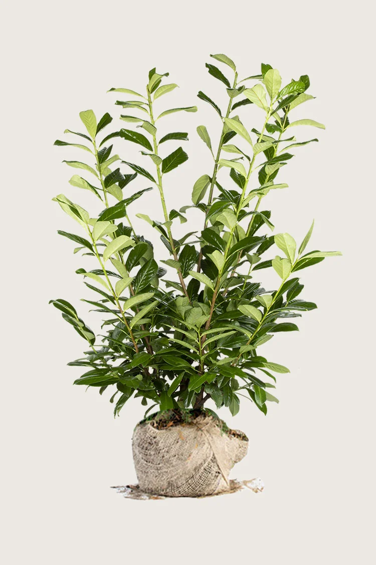 Laurbærkirsebær Novita 400cm Vel forgrenet | Plantinavia