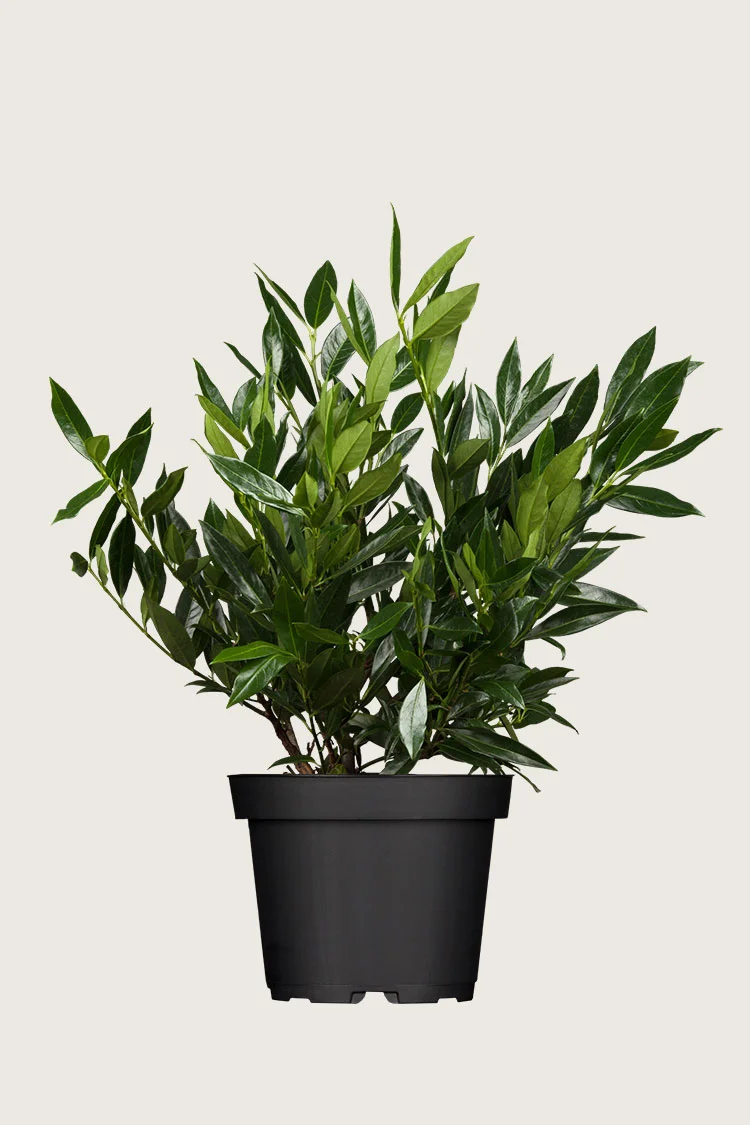 Laurbærkirsebær Otto-Luyken 40cm Forgrenet | Plantinavia