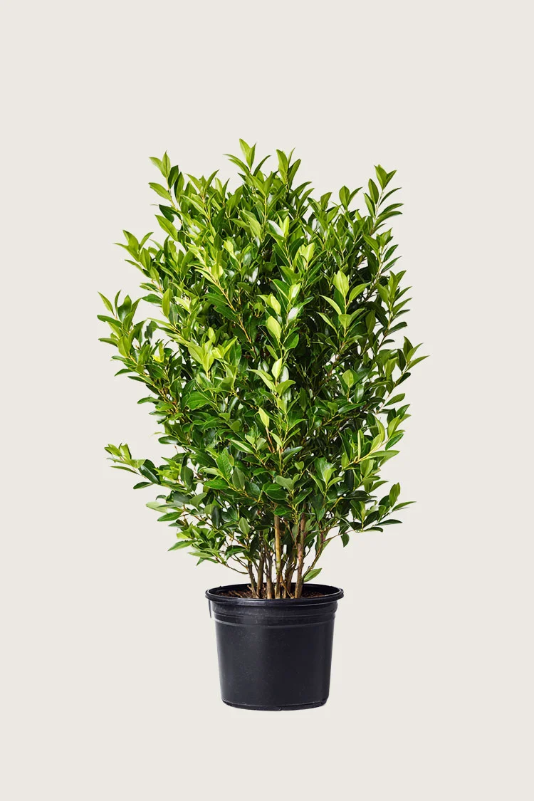 Laurbærkirsebær Otto-Luyken 125cm Vel forgrenet | Plantinavia