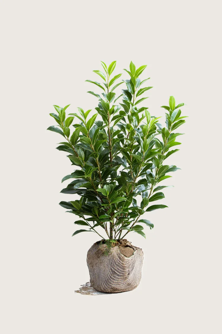Laurbærkirsebær Otto-Luyken 100cm Forgrenet | Plantinavia