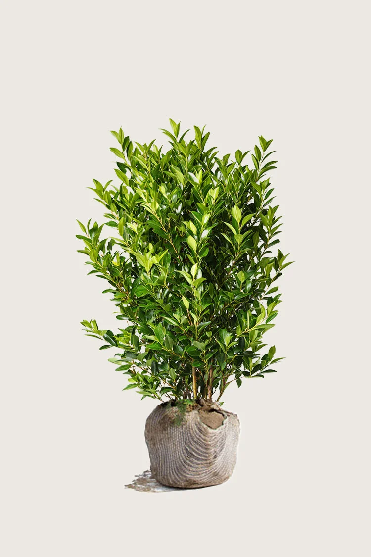 Laurbærkirsebær Otto-Luyken 100cm Vel forgrenet | Plantinavia