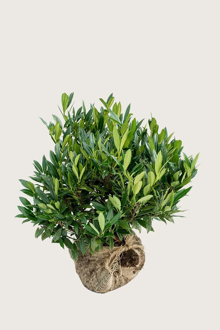 Laurbærkirsebær Otto-Luyken 80cm Vel forgrenet | Plantinavia