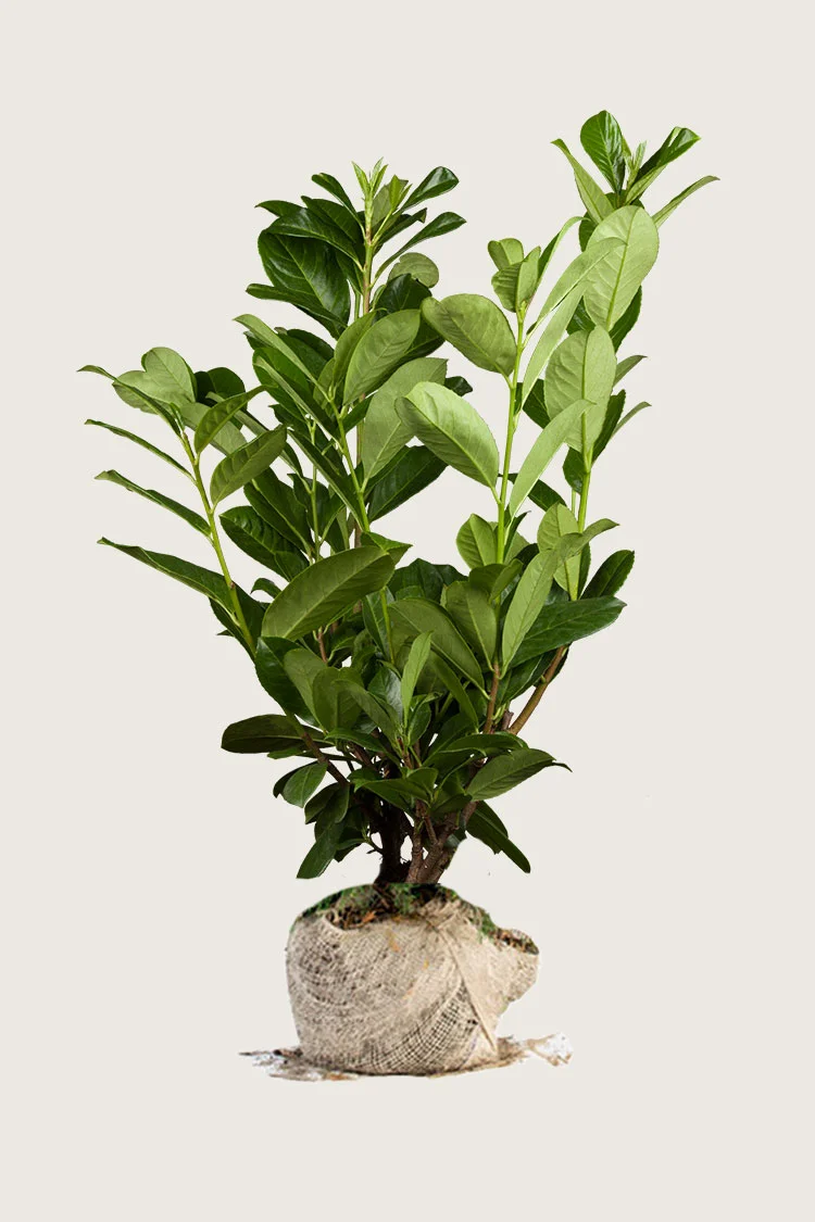 Laurbærkirsebær Rotundifolia 300cm Forgrenet | Plantinavia