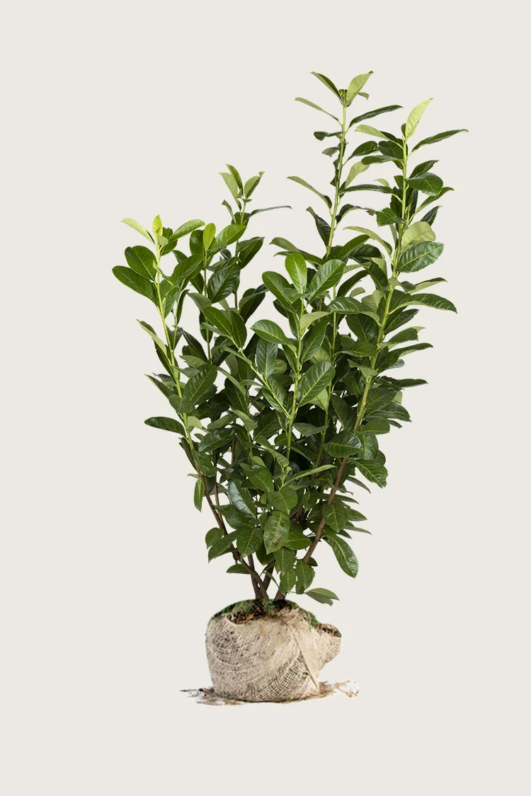 Laurbærkirsebær Rotundifolia 250cm Vel forgrenet | Plantinavia