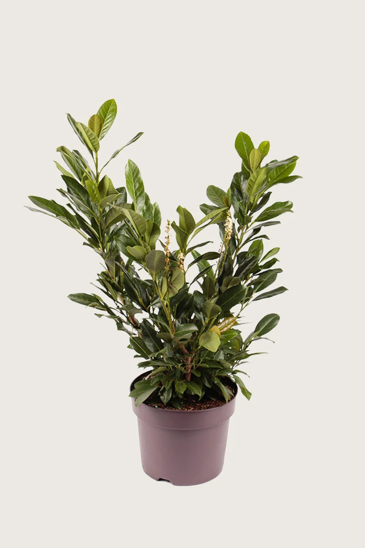 Laurbærkirsebær Titan 125cm Forgrenet | Plantinavia