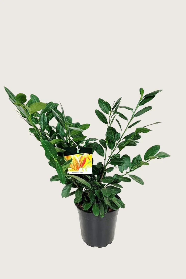 Laurbærkirsebær Titan 60cm Forgrenet | Plantinavia