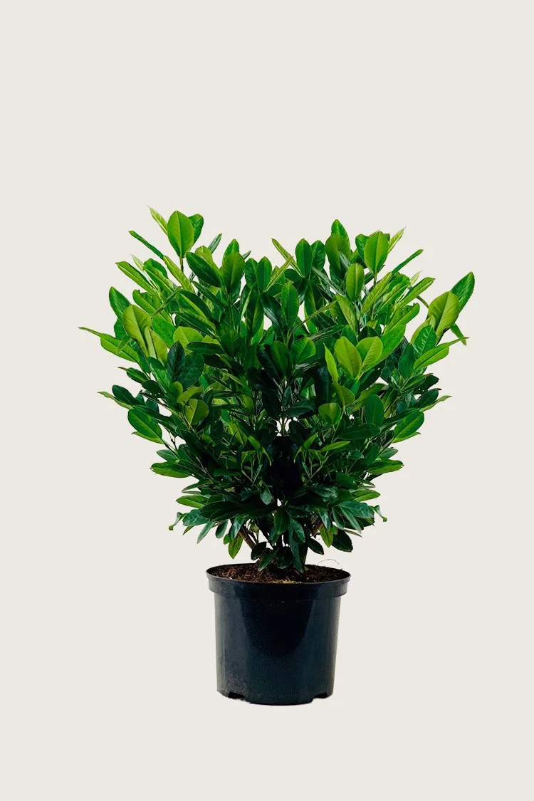Laurbærkirsebær Titan 100cm Vel forgrenet | Plantinavia