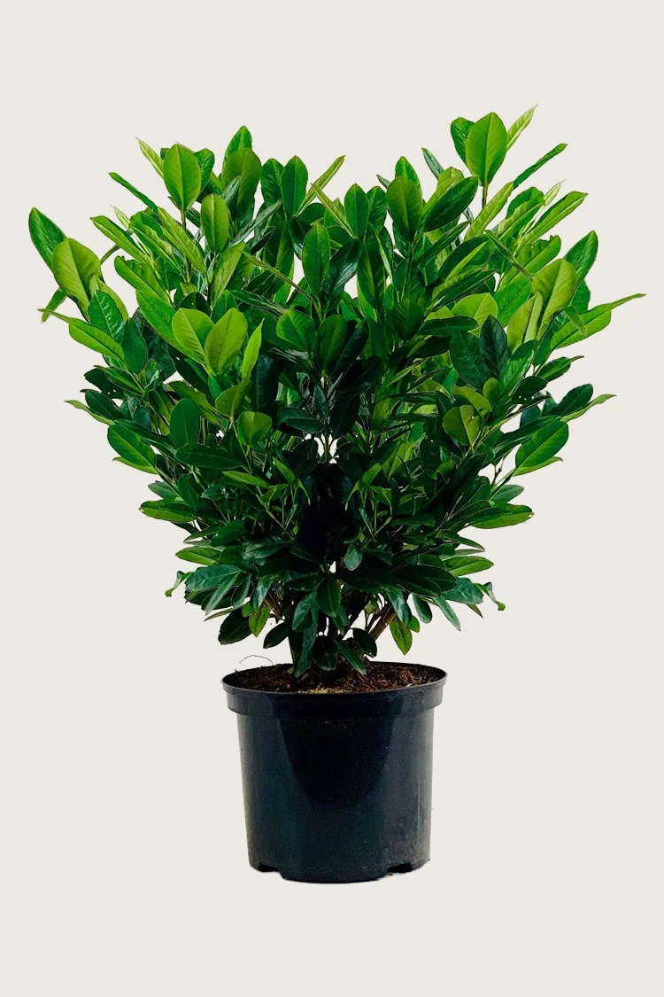Laurbærkirsebær Titan 200cm Vel forgrenet | Plantinavia