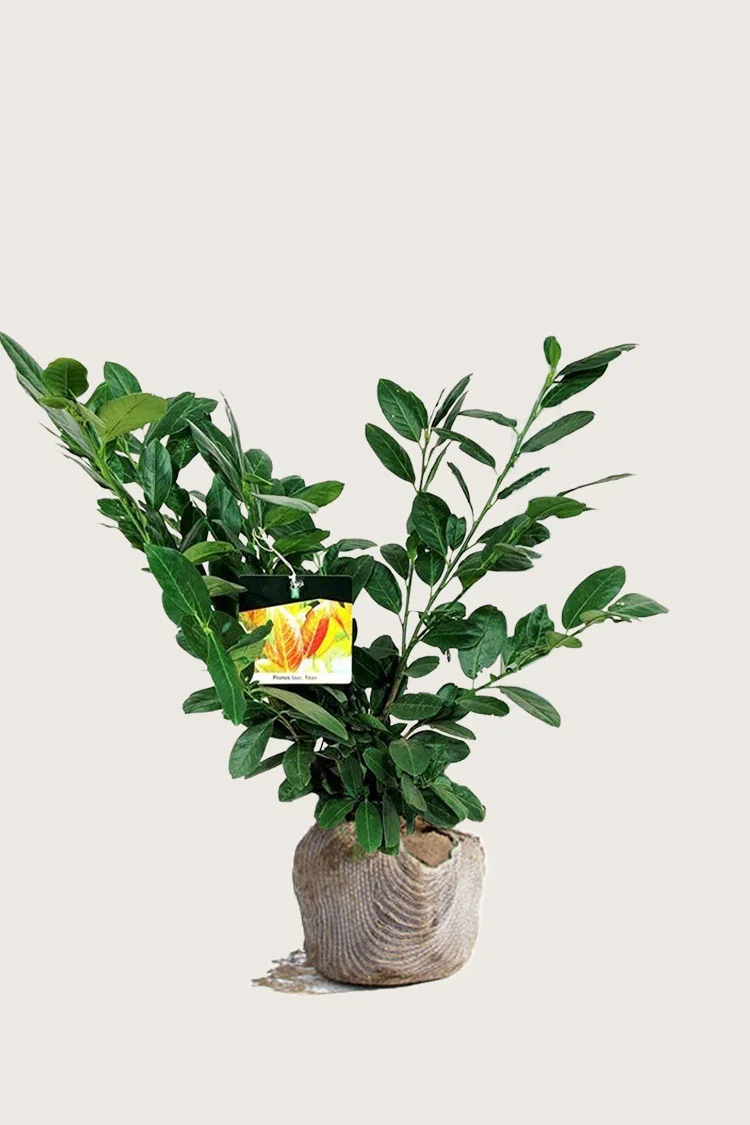 Laurbærkirsebær Titan 40cm Forgrenet | Plantinavia