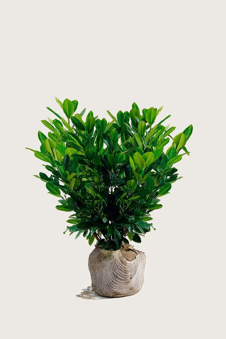 Laurbærkirsebær Titan 100cm Vel forgrenet | Plantinavia