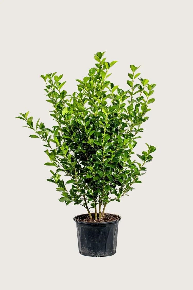 Liguster liga 150cm Forgrenet | Plantinavia