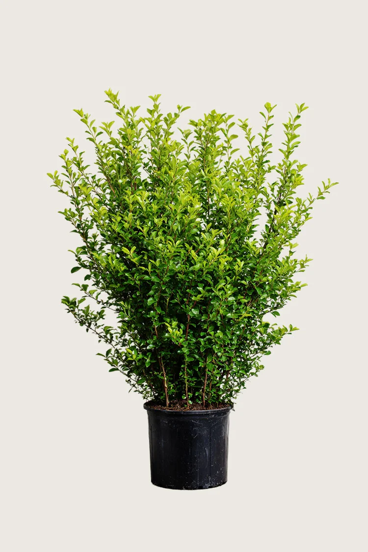 Liguster liga 175cm Vel forgrenet | Plantinavia