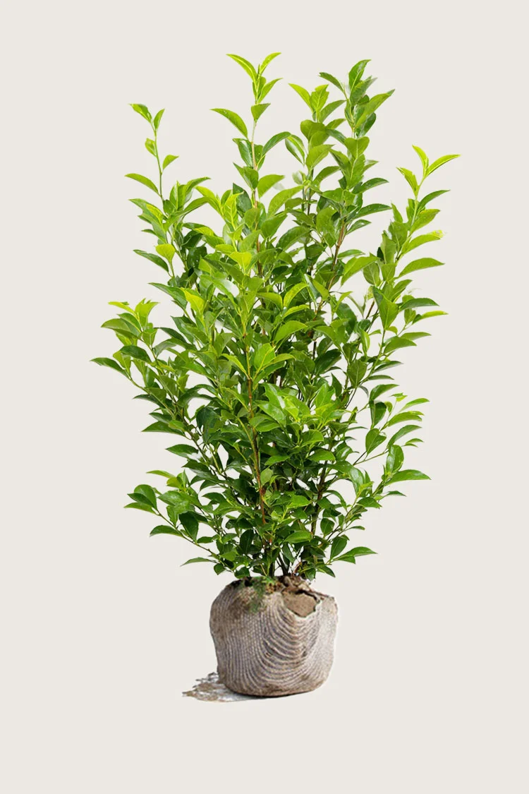 Liguster liga 200cm Forgrenet | Plantinavia