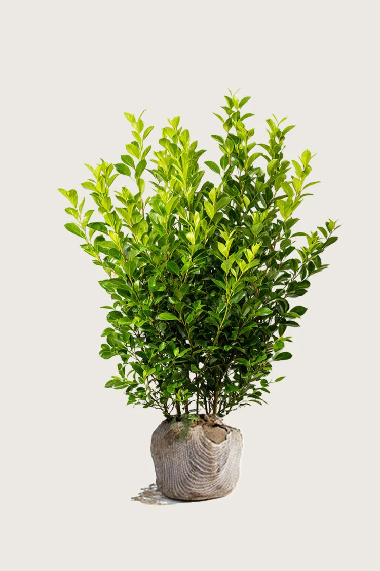 Liguster liga 125cm Vel forgrenet | Plantinavia