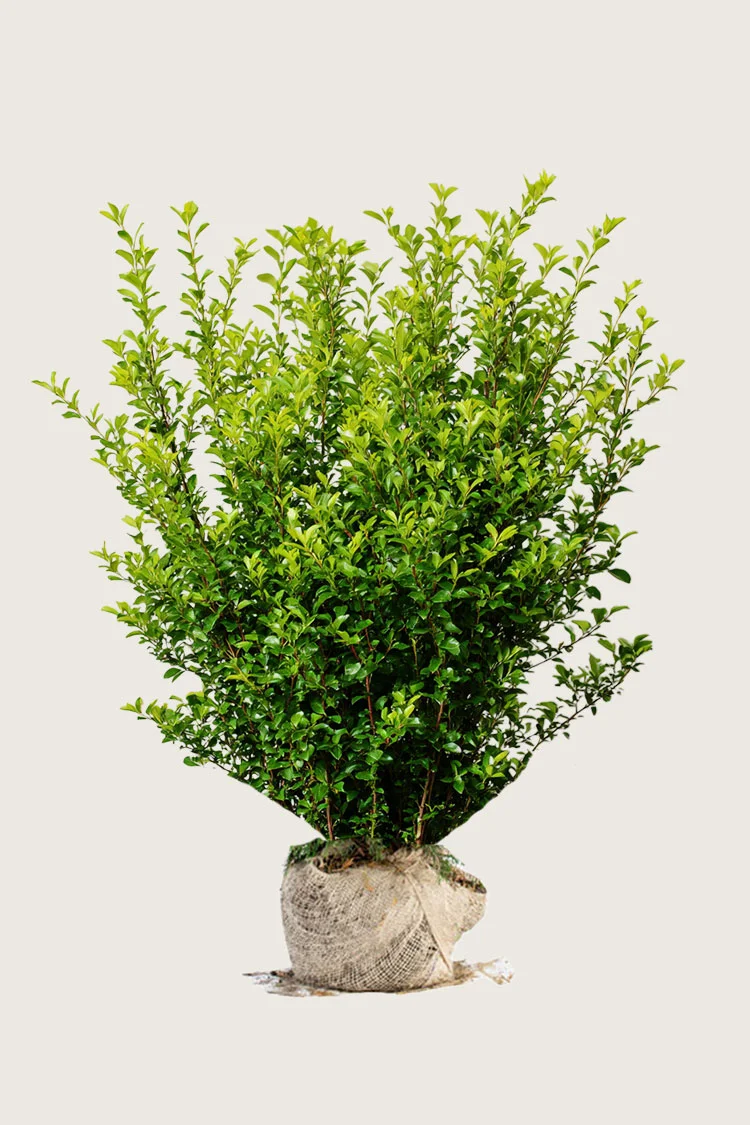 Liguster liga 225cm Vel forgrenet | Plantinavia