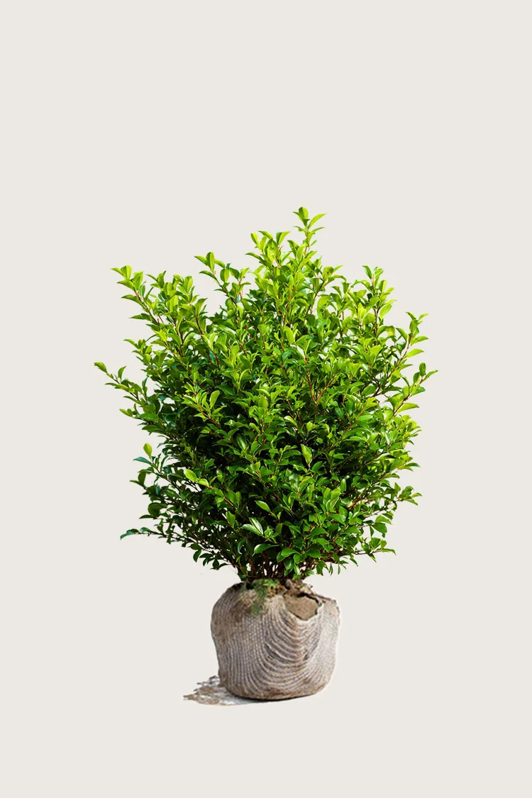 Liguster liga 80cm Vel forgrenet | Plantinavia