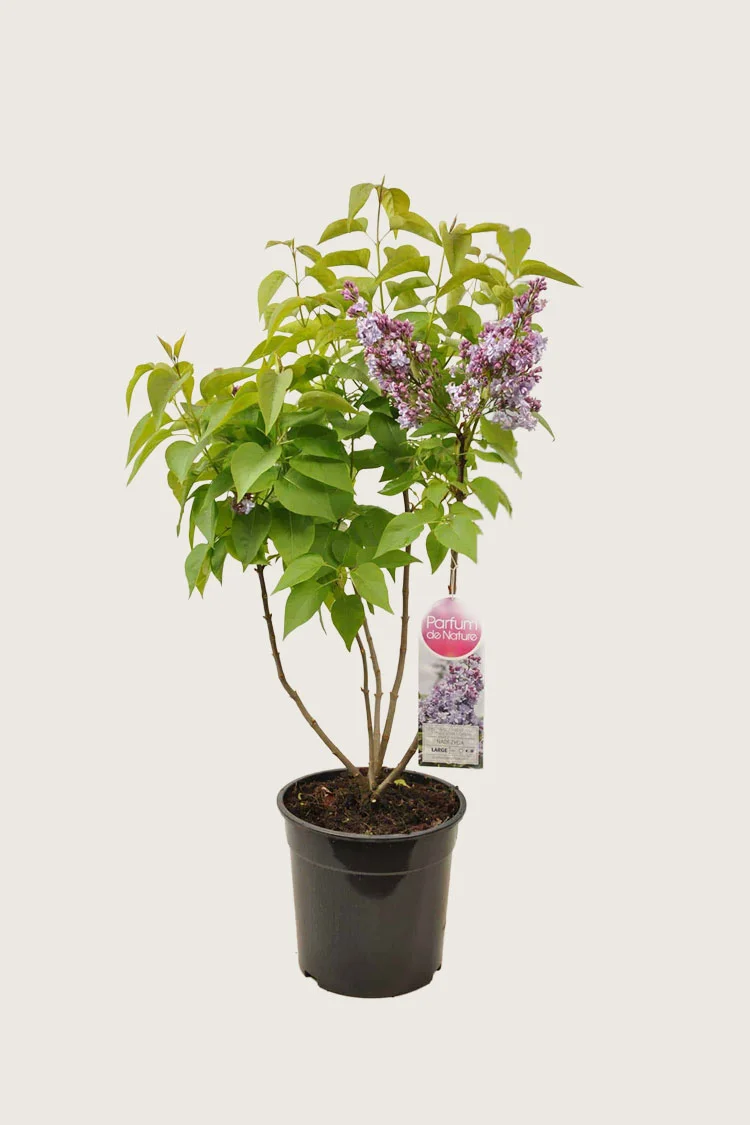 Lilla Syren 150cm Forgrenet | Plantinavia