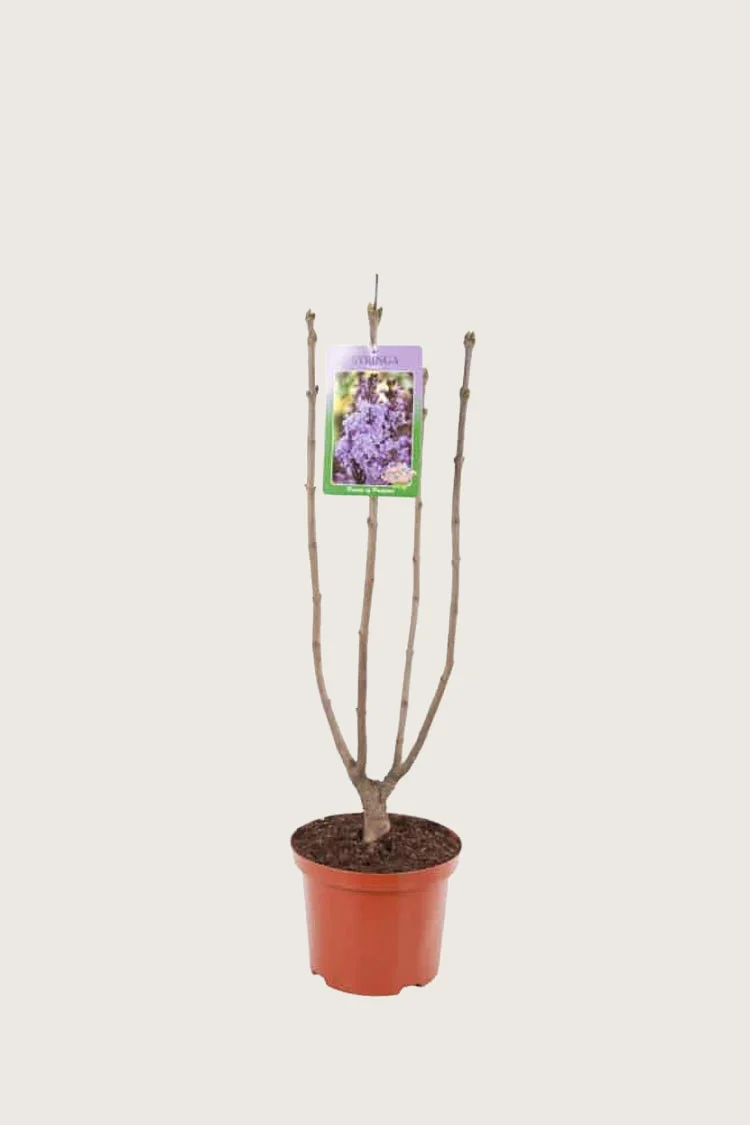 Lilla Syren 60cm Vel forgrenet | Plantinavia