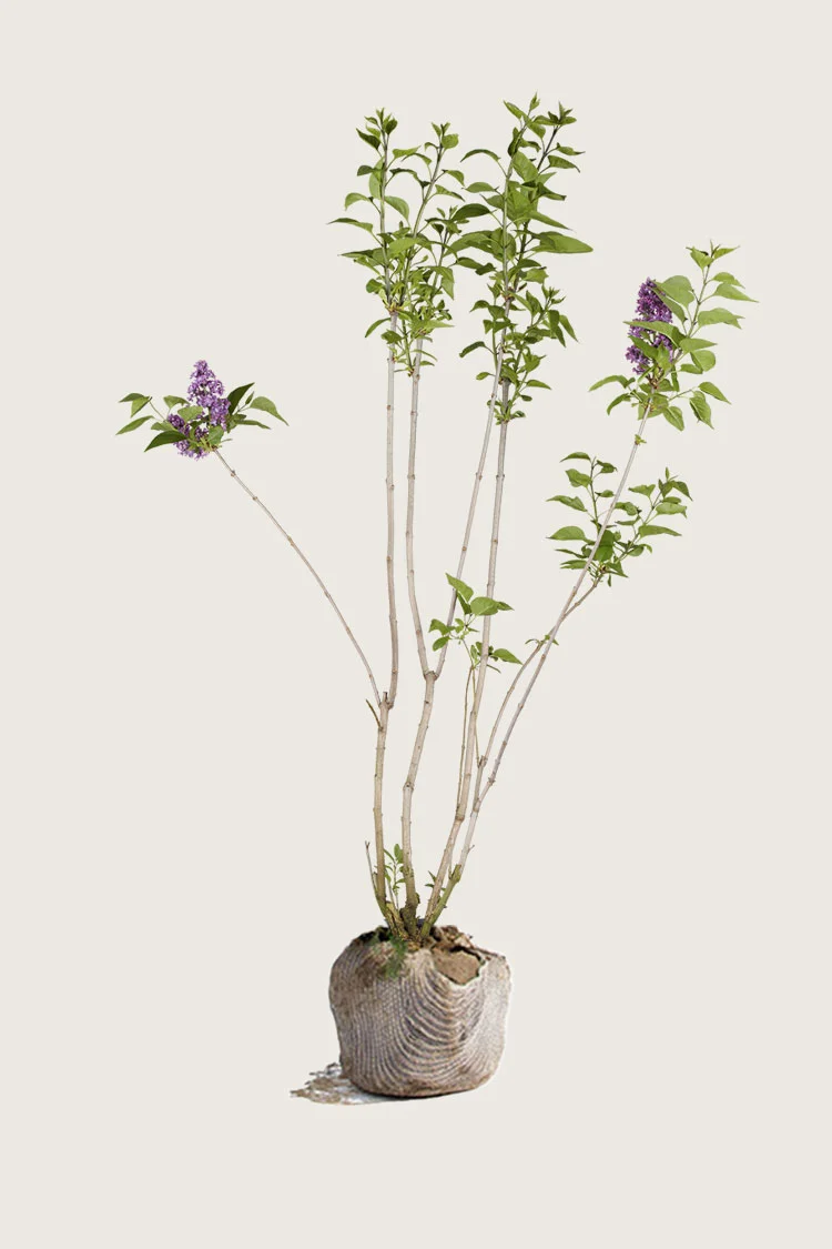 Lilla Syren 80cm Vel forgrenet | Plantinavia
