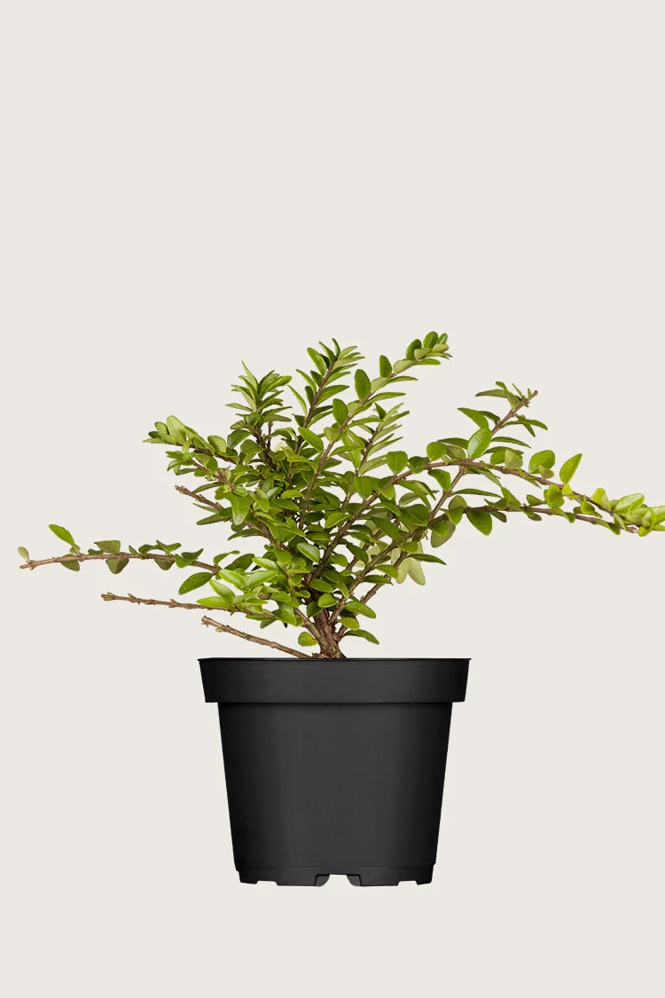 Myrtegedeblad 40cm Vel forgrenet | Plantinavia