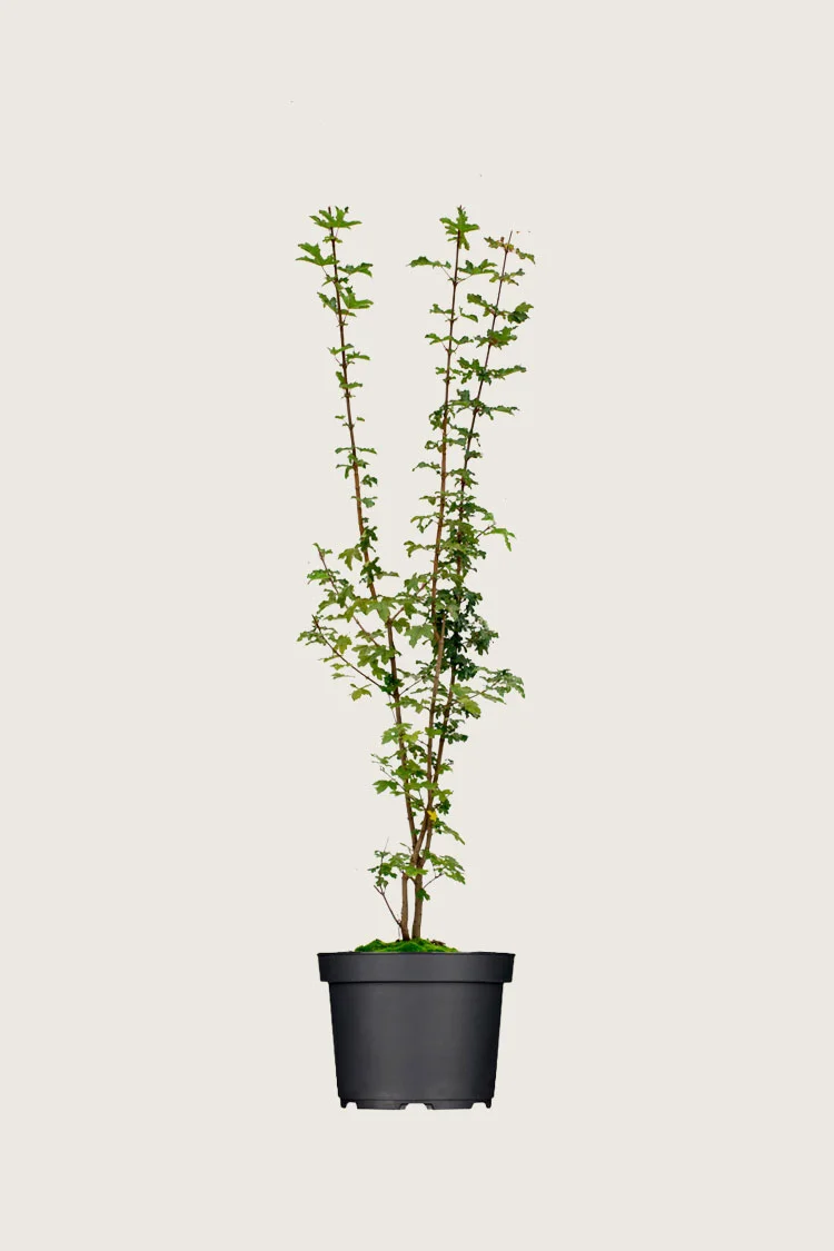 Navr 125cm Forgrenet | Plantinavia