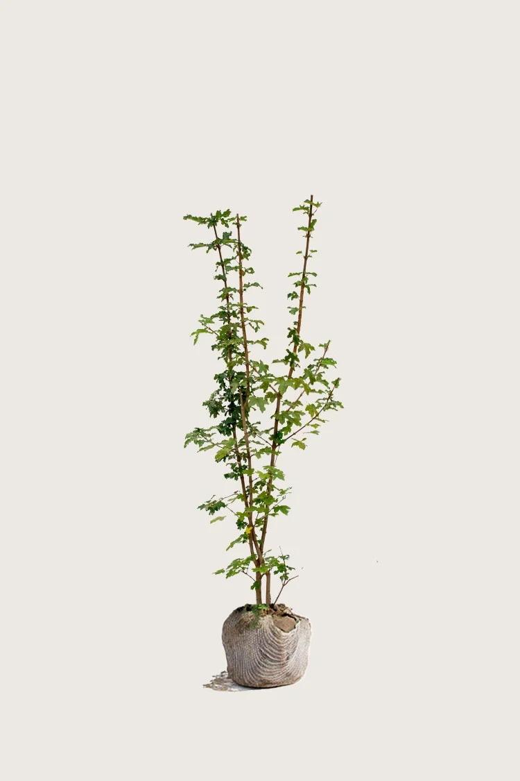 Navr 150cm Forgrenet | Plantinavia