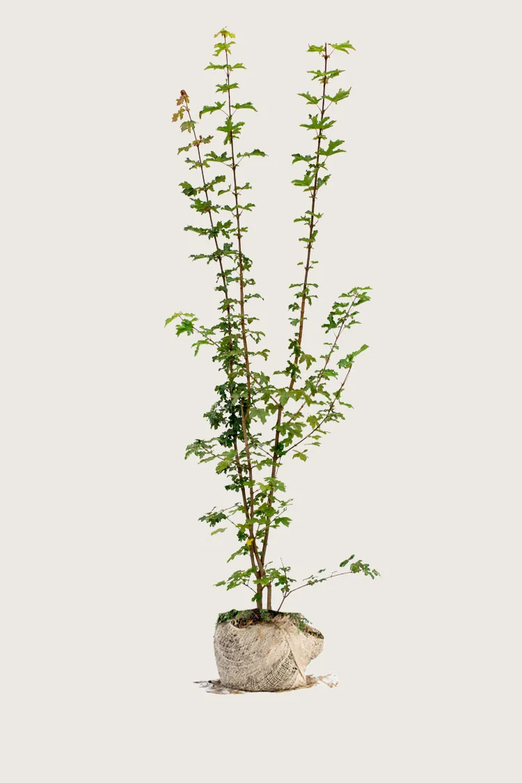 Navr 250cm Forgrenet | Plantinavia