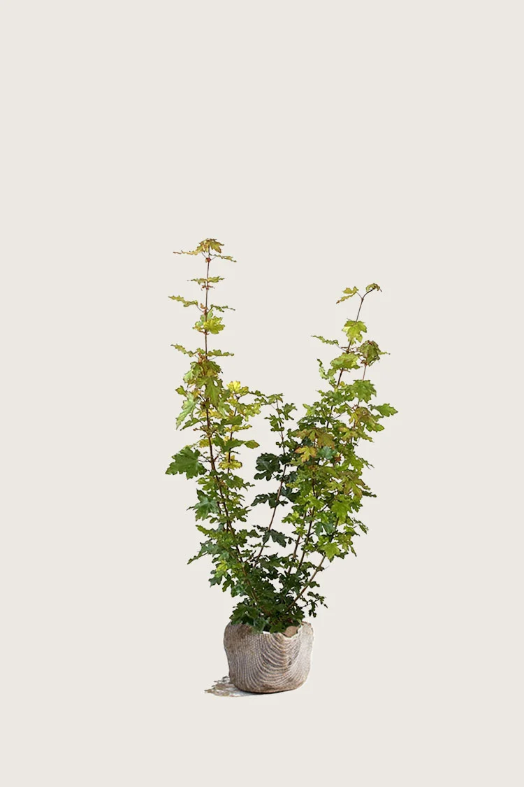 Navr 80cm Forgrenet | Plantinavia