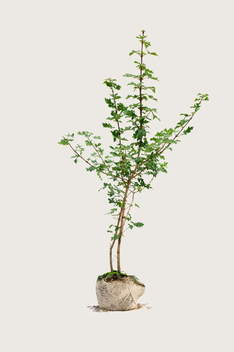 Navr 250cm Vel forgrenet | Plantinavia