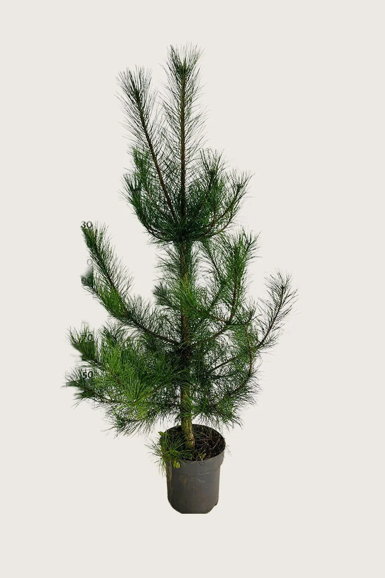 Østrigsk Fyr 250cm Vel forgrenet | Plantinavia