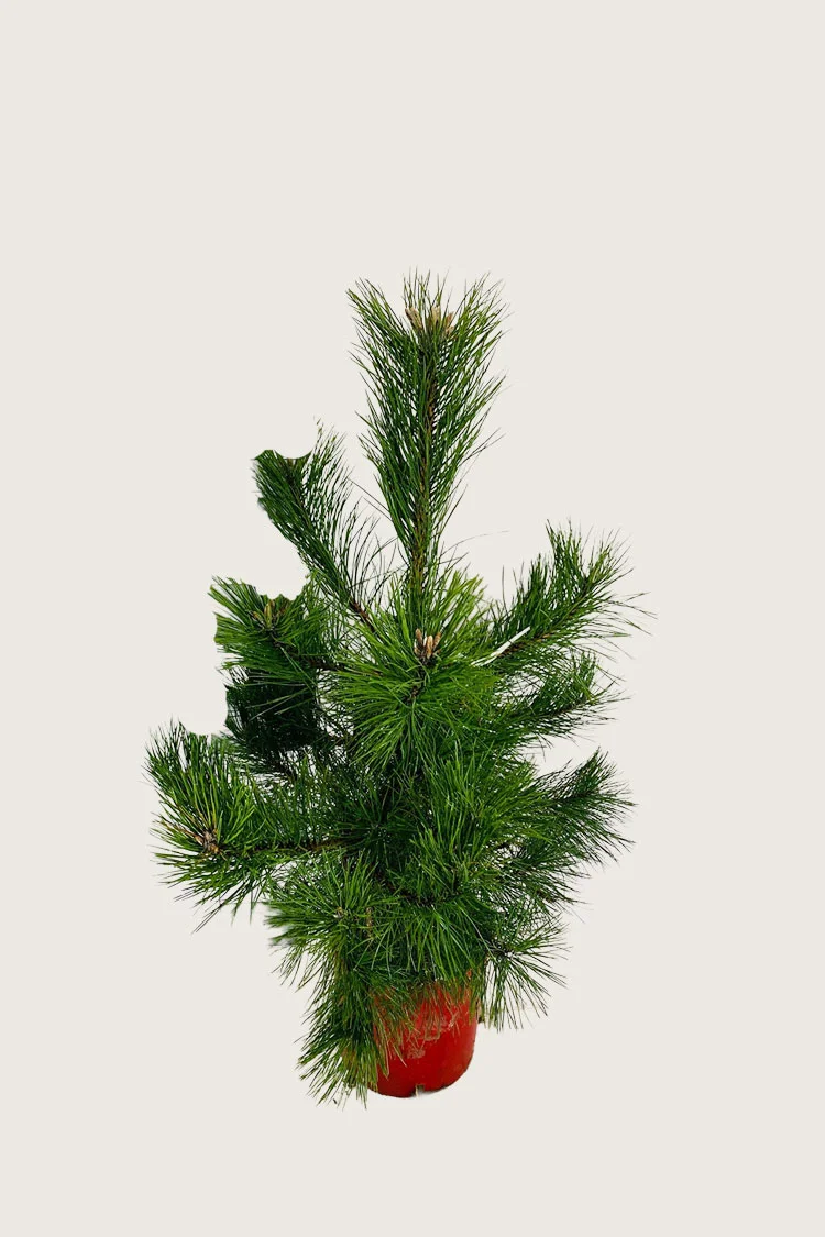 Østrigsk Fyr 80cm Vel forgrenet | Plantinavia