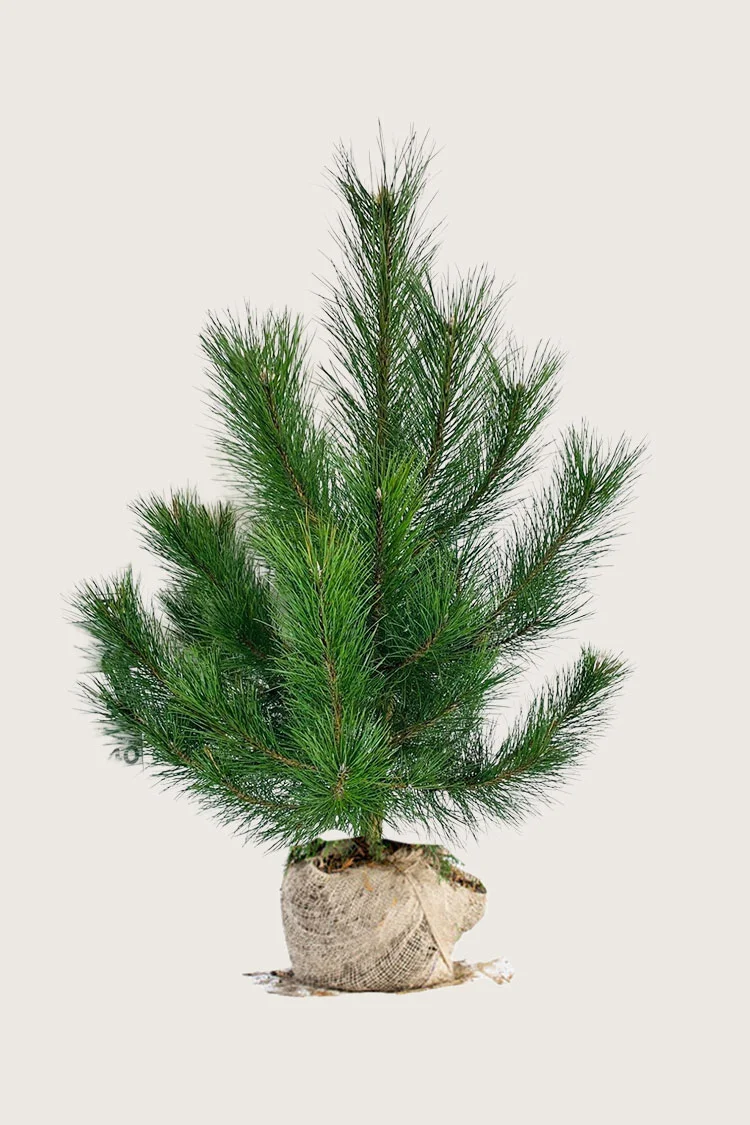 Østrigsk Fyr 125cm Vel forgrenet | Plantinavia