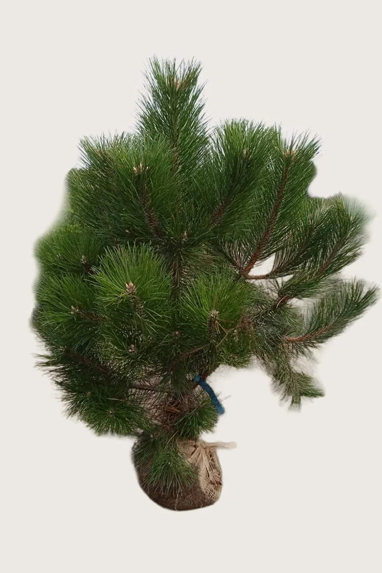 Østrigsk Fyr 250cm Vel forgrenet | Plantinavia