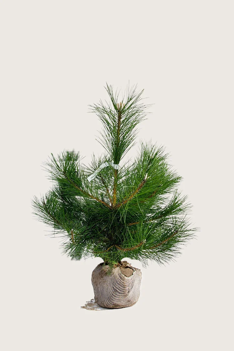 Østrigsk Fyr 80cm Vel forgrenet | Plantinavia