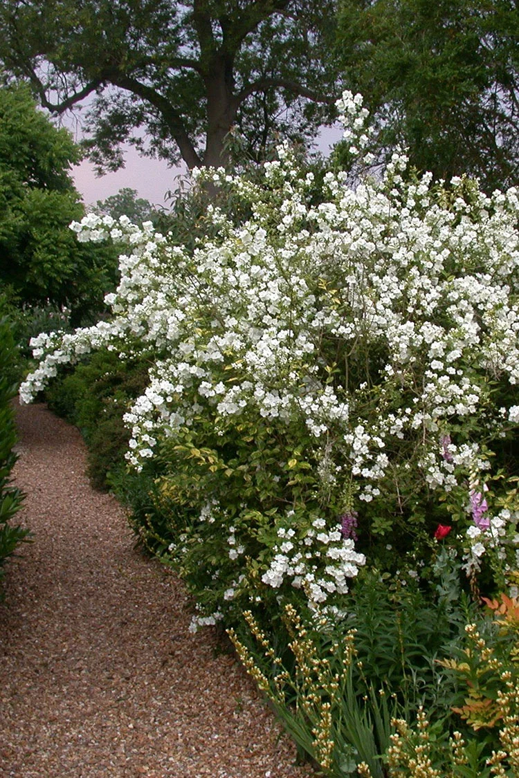 Uægte jasmin