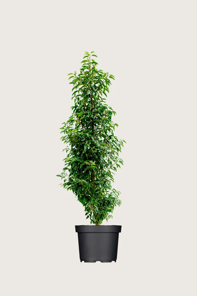 Portugisisk laurbærkirsebær 175cm Forgrenet | Plantinavia