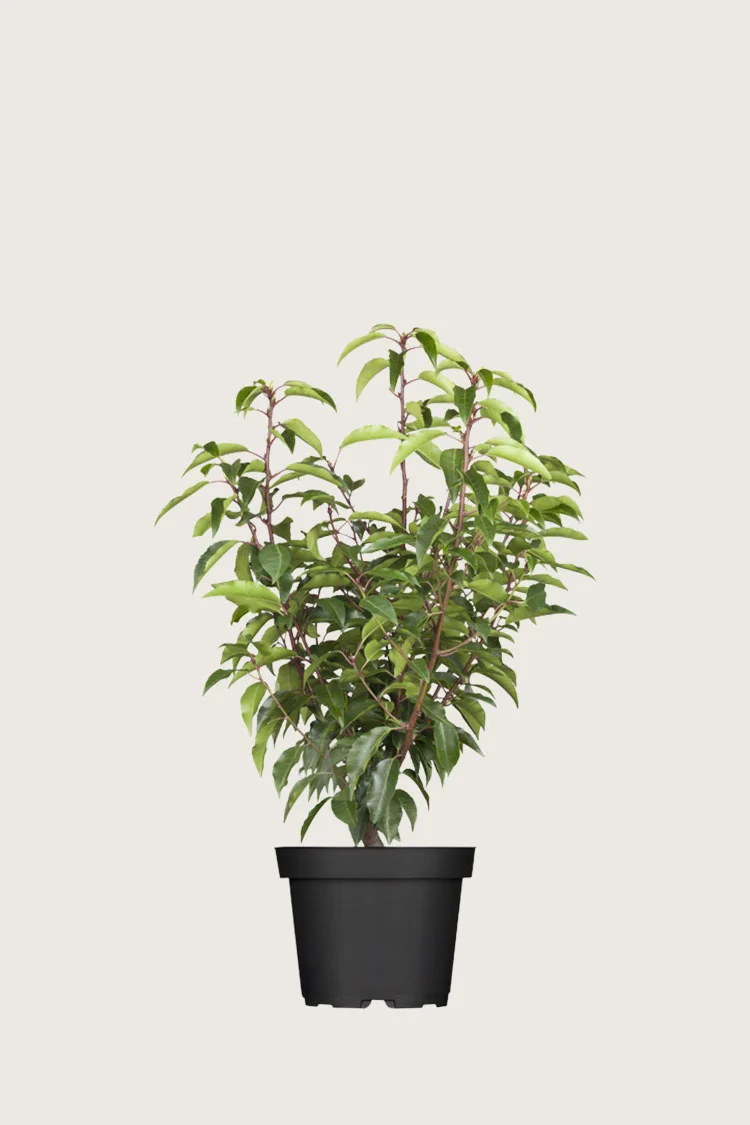 Portugisisk laurbærkirsebær 40cm Forgrenet | Plantinavia