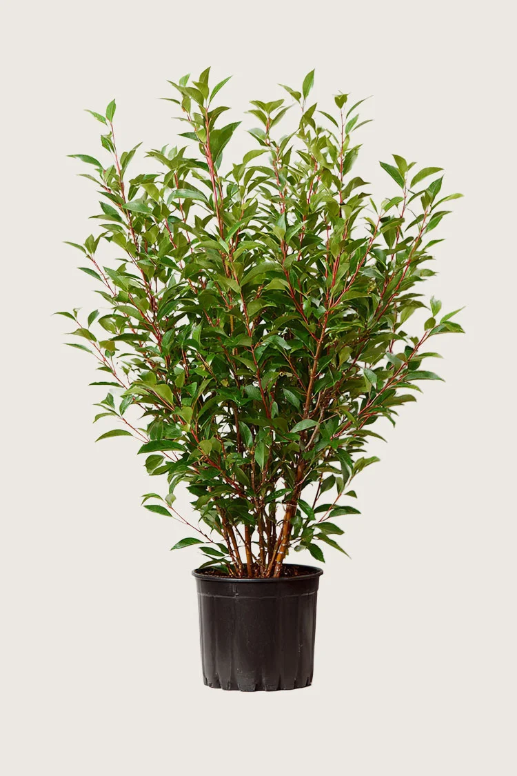 Portugisisk laurbærkirsebær 125cm Vel forgrenet | Plantinavia