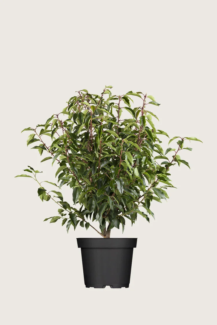 Portugisisk laurbærkirsebær 80cm Vel forgrenet | Plantinavia