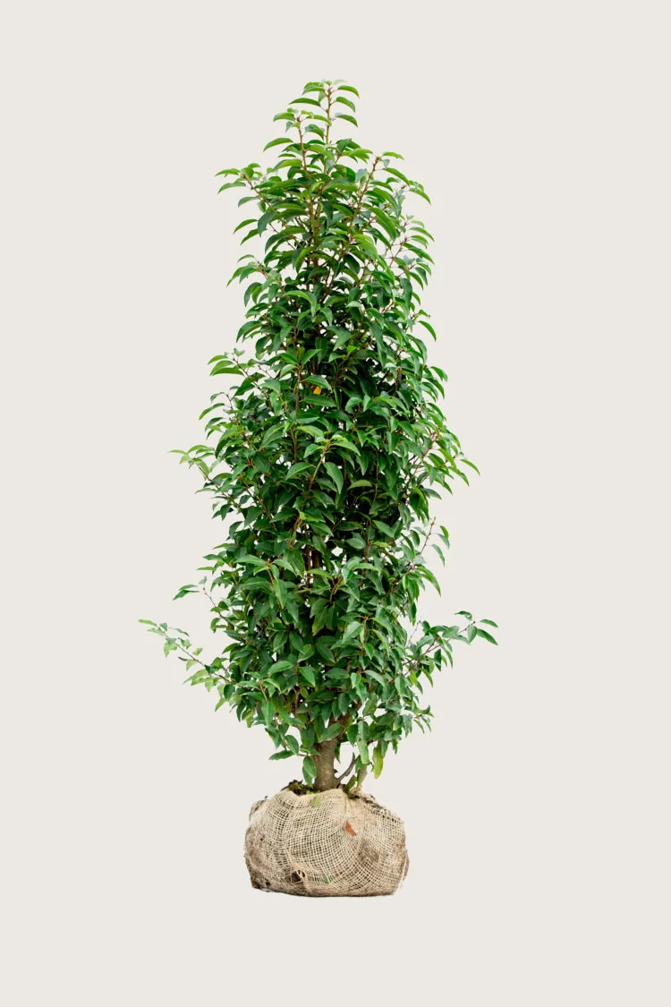 Portugisisk laurbærkirsebær 250cm Forgrenet | Plantinavia