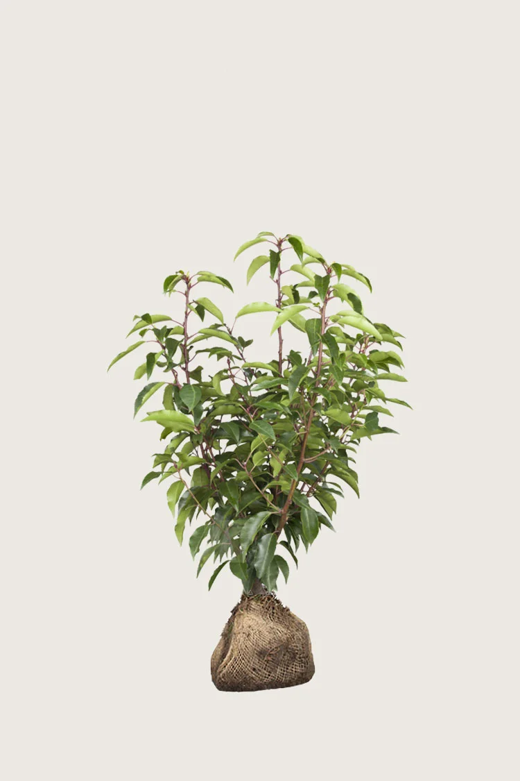 Portugisisk laurbærkirsebær 60cm Forgrenet | Plantinavia