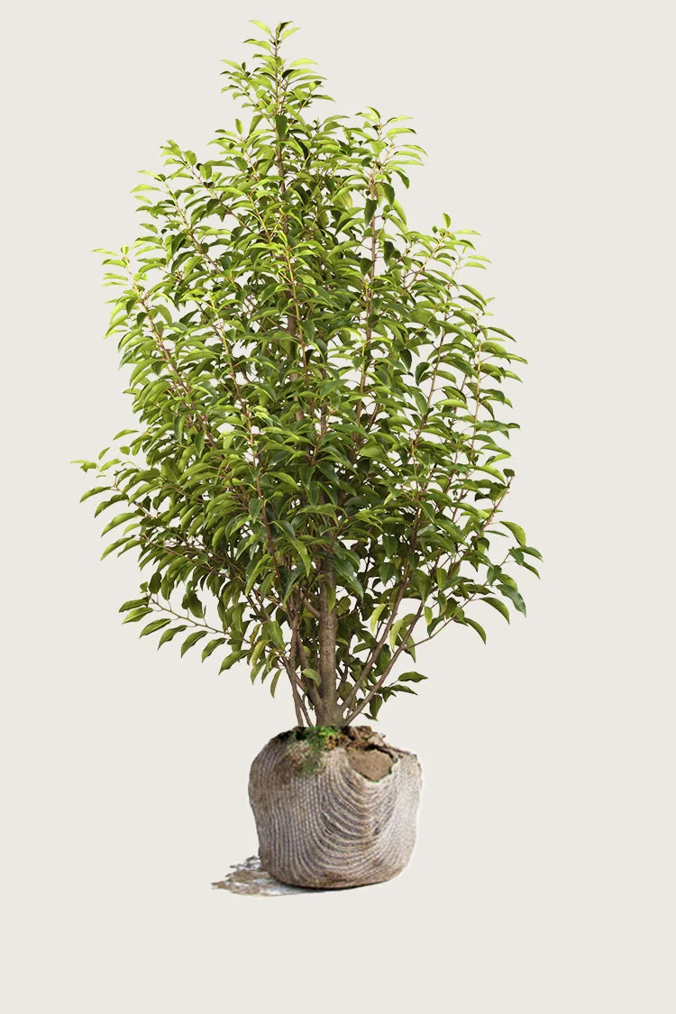 Portugisisk laurbærkirsebær 400cm Vel forgrenet | Plantinavia